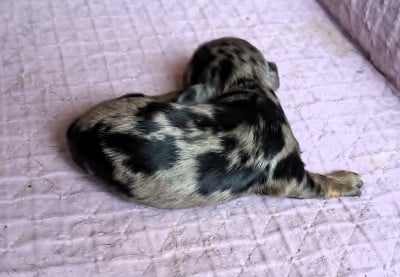 Les chiots de Teckel poil long