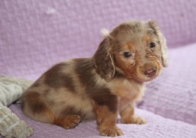 Les chiots de Teckel poil long