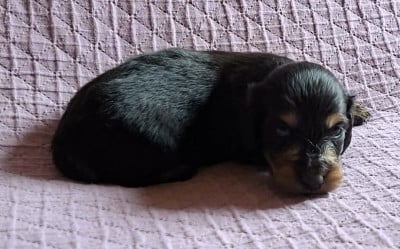 Les chiots de Teckel poil long