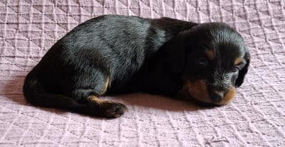 Les chiots de Teckel poil long