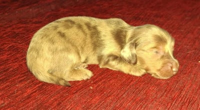 Les chiots de Teckel poil long