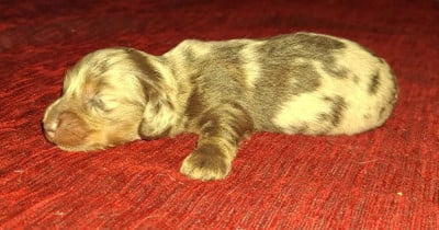 Les chiots de Teckel poil long
