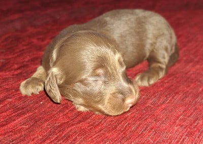 Les chiots de Teckel poil long