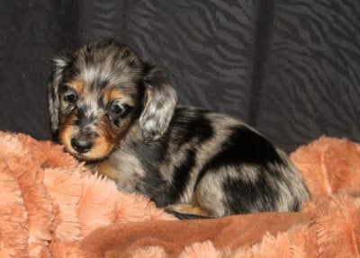 Les chiots de Teckel poil long
