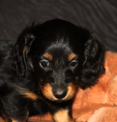Les chiots de Teckel poil long