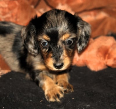 Les chiots de Teckel poil long