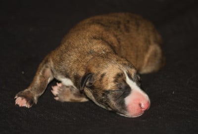 Les chiots de Whippet