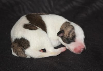 Les chiots de Whippet