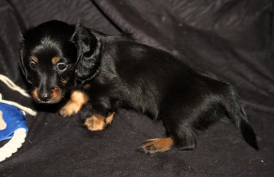 Les chiots de Teckel poil long
