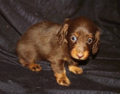 Les chiots de Teckel poil long
