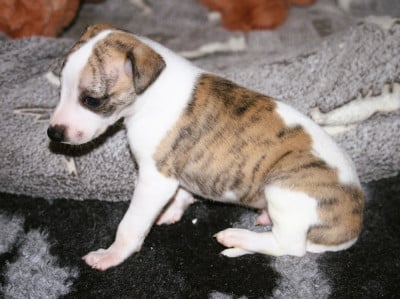 Les chiots de Whippet