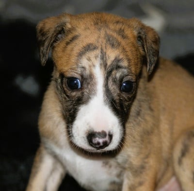Les chiots de Whippet
