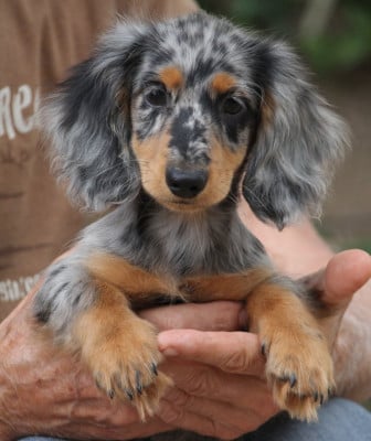 Les chiots de Teckel poil long