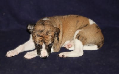 Les chiots de Whippet