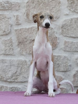 Les chiots de Whippet