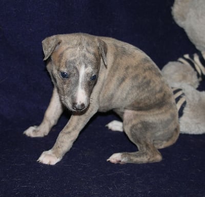 Les chiots de Whippet