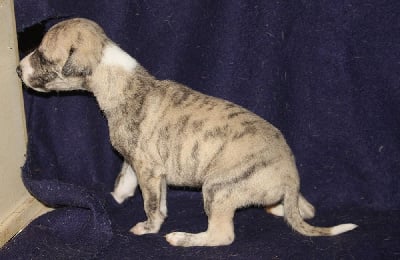 Les chiots de Whippet