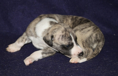 Les chiots de Whippet