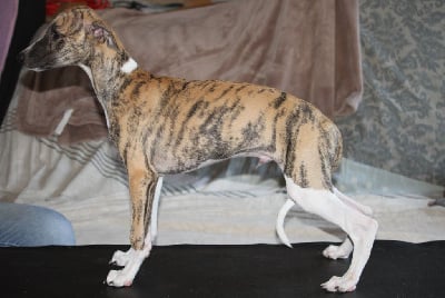 Les chiots de Whippet