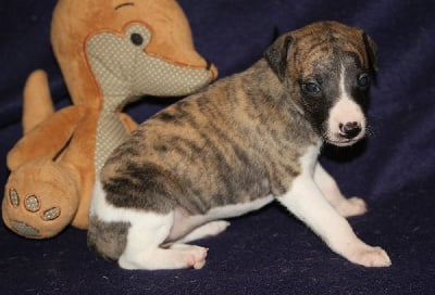 Les chiots de Whippet