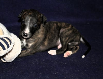 Les chiots de Whippet