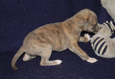 Les chiots de Whippet