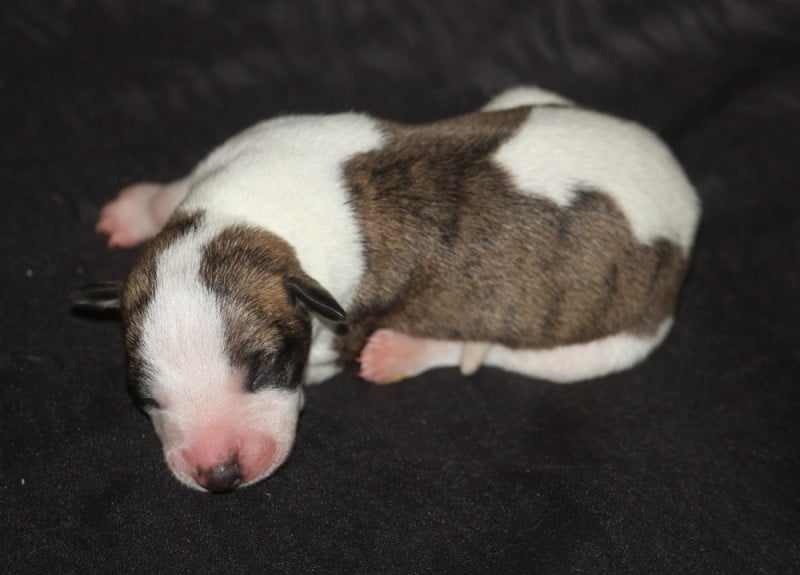 Whippet - De Tetiaroa