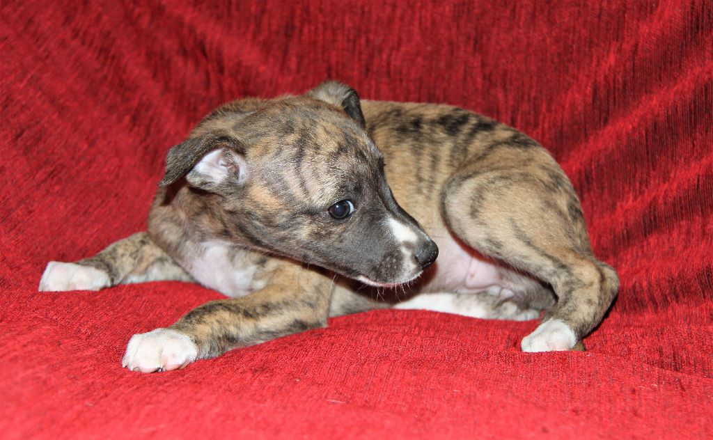 Chiot Whippet, Rachel Alexandra, femelle disponible en