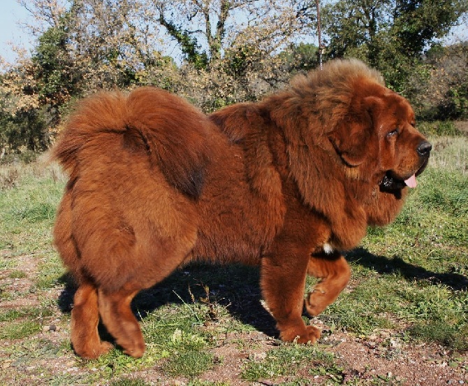 Accueil Elevage De Tetiaroa Eleveur De Chiens Dogue Du Tibet