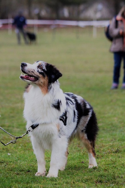 Sr my blueberry flavour's remember dit mango Du Domaine Du Boisgeloup