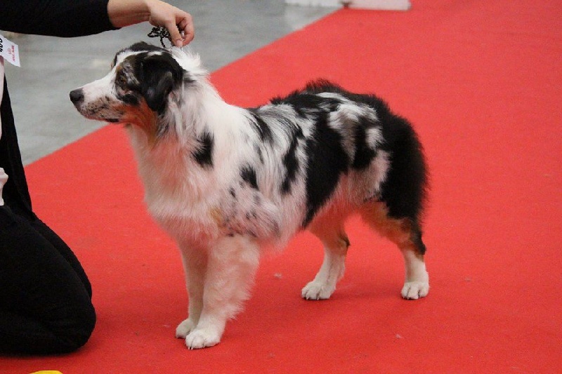 Sr my blueberry flavour's remember dit mango Du Domaine Du Boisgeloup