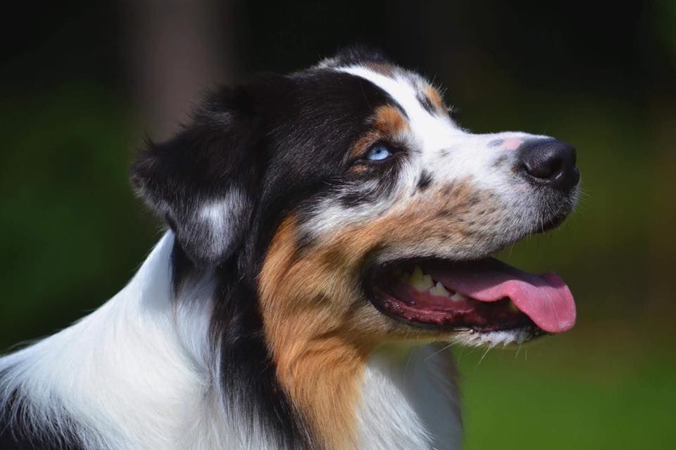 Sr my blueberry flavour's remember dit mango Du Domaine Du Boisgeloup