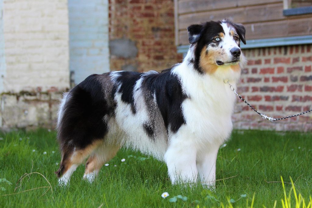 Sr my blueberry flavour's remember dit mango Du Domaine Du Boisgeloup