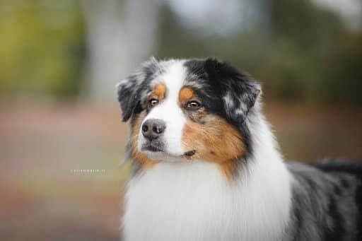 Jch lux. néo blue jewel Du Domaine Du Boisgeloup