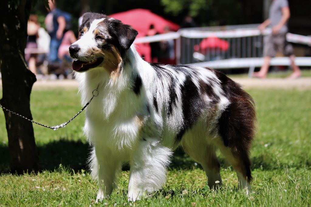 Sr my blueberry flavour's remember dit mango Du Domaine Du Boisgeloup