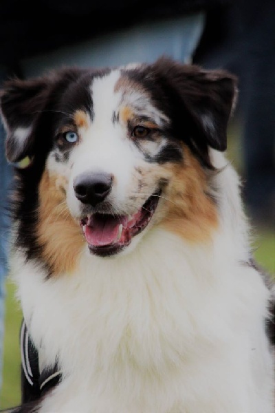 Sr my blueberry flavour's remember dit mango Du Domaine Du Boisgeloup