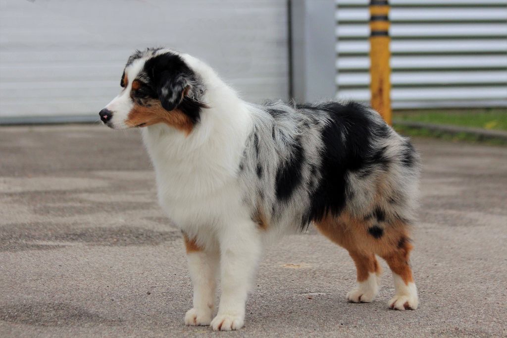 Jch lux. néo blue jewel Du Domaine Du Boisgeloup