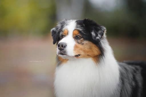 Jch lux. néo blue jewel Du Domaine Du Boisgeloup