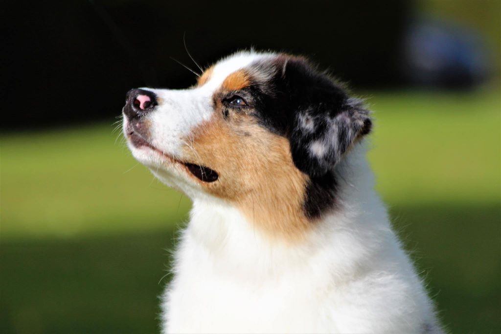 Jch lux. néo blue jewel Du Domaine Du Boisgeloup