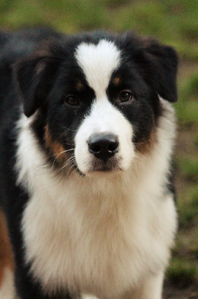 Mika Du Domaine Du Boisgeloup