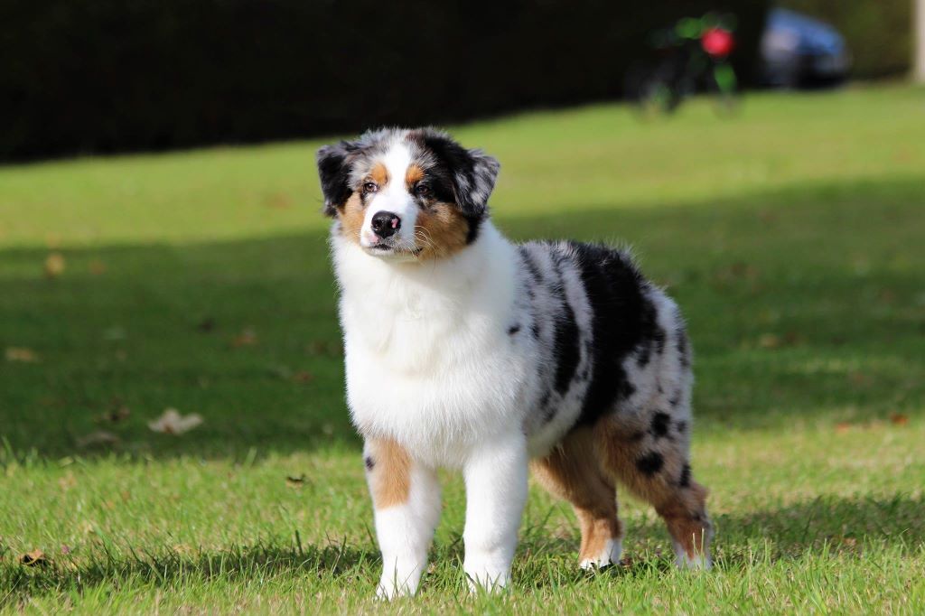 Jch lux. néo blue jewel Du Domaine Du Boisgeloup