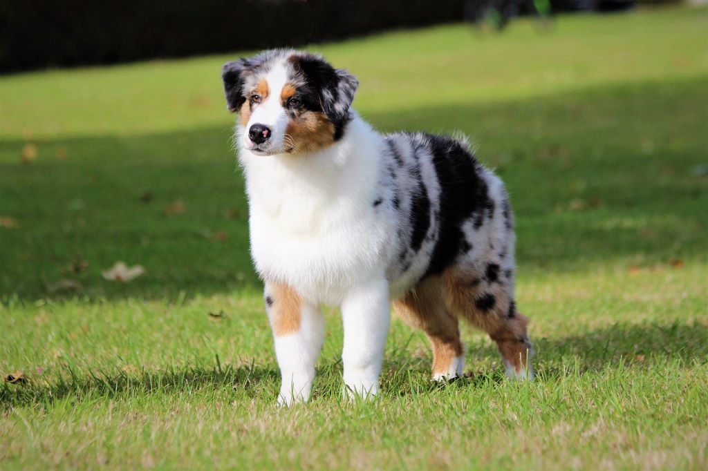 Jch lux. néo blue jewel Du Domaine Du Boisgeloup