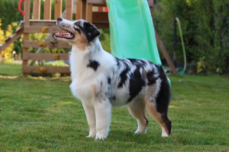 Sr my blueberry flavour's remember dit mango Du Domaine Du Boisgeloup