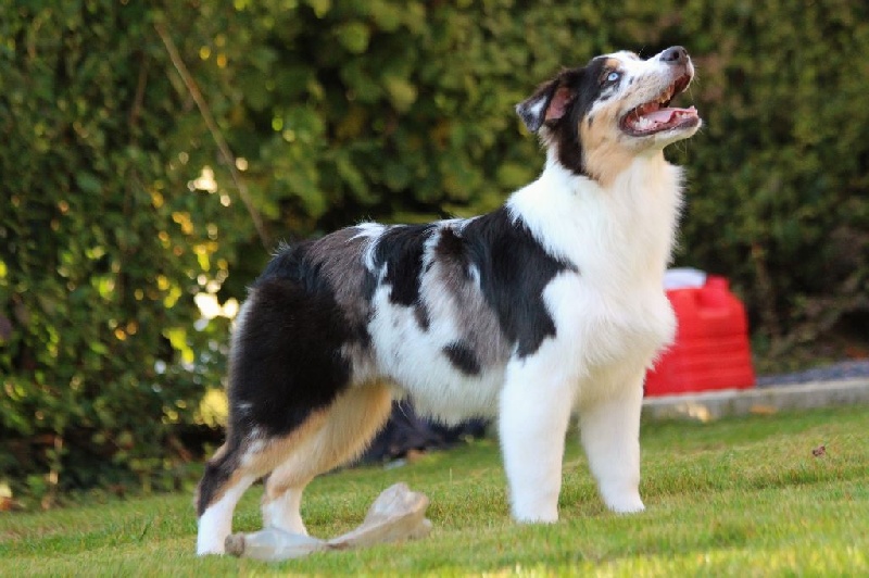 Sr my blueberry flavour's remember dit mango Du Domaine Du Boisgeloup