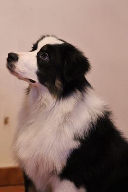 Mika Du Domaine Du Boisgeloup