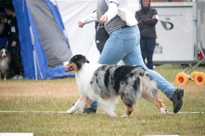 Jch lux. néo blue jewel Du Domaine Du Boisgeloup