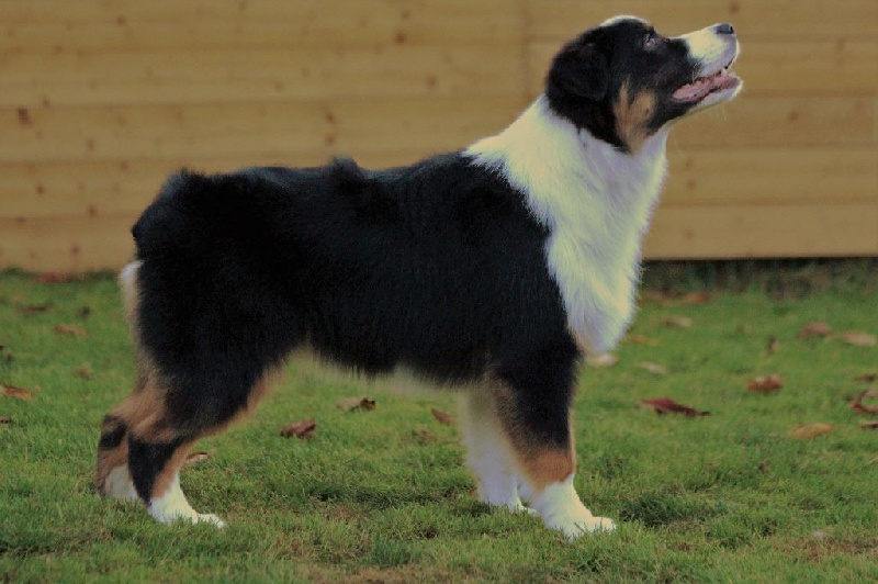 Mika Du Domaine Du Boisgeloup