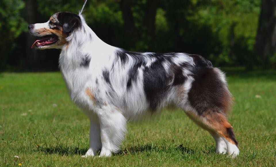 Sr my blueberry flavour's remember dit mango Du Domaine Du Boisgeloup