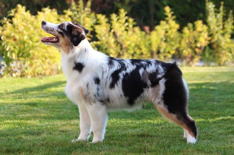 Sr my blueberry flavour's remember dit mango Du Domaine Du Boisgeloup