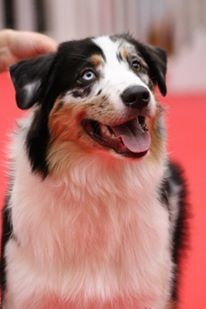 Sr my blueberry flavour's remember dit mango Du Domaine Du Boisgeloup